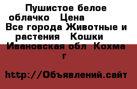 Пушистое белое облачко › Цена ­ 25 000 - Все города Животные и растения » Кошки   . Ивановская обл.,Кохма г.
